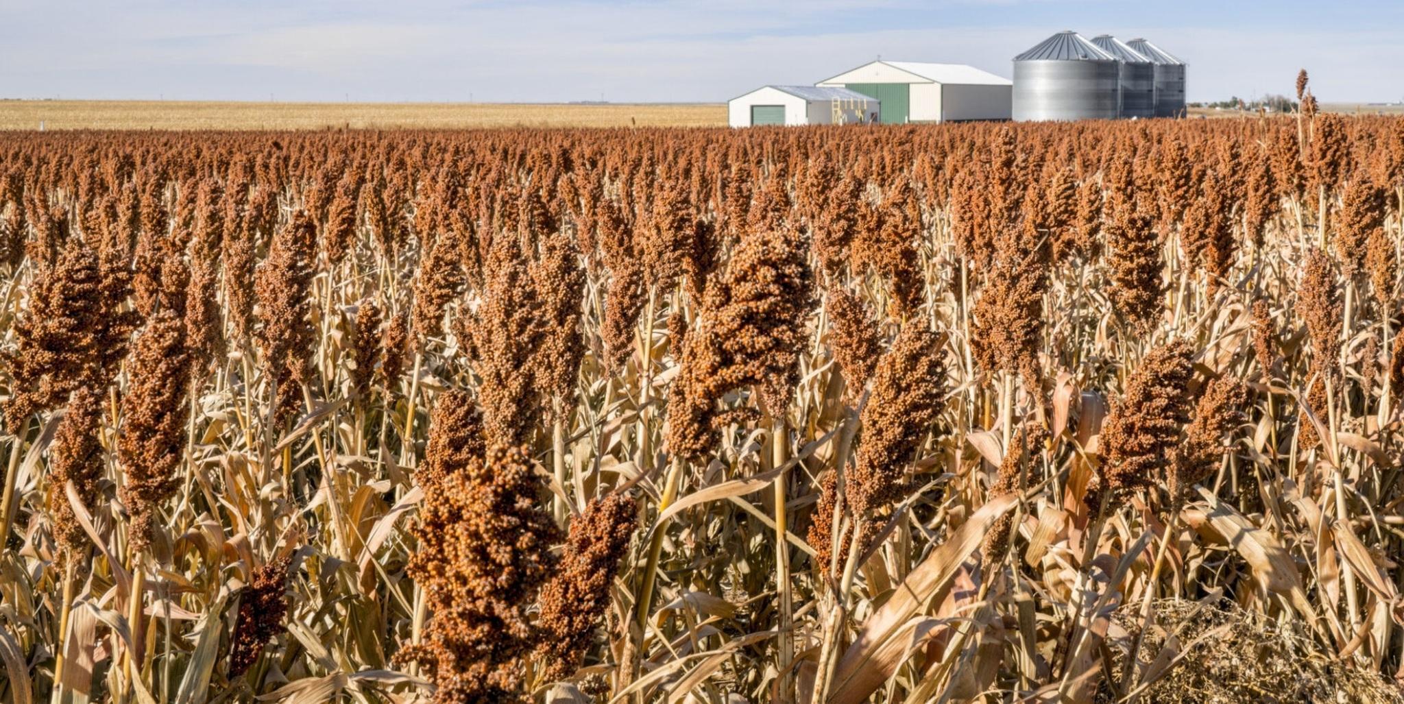 Kansas farmers looking for profit with tremendous milo crop